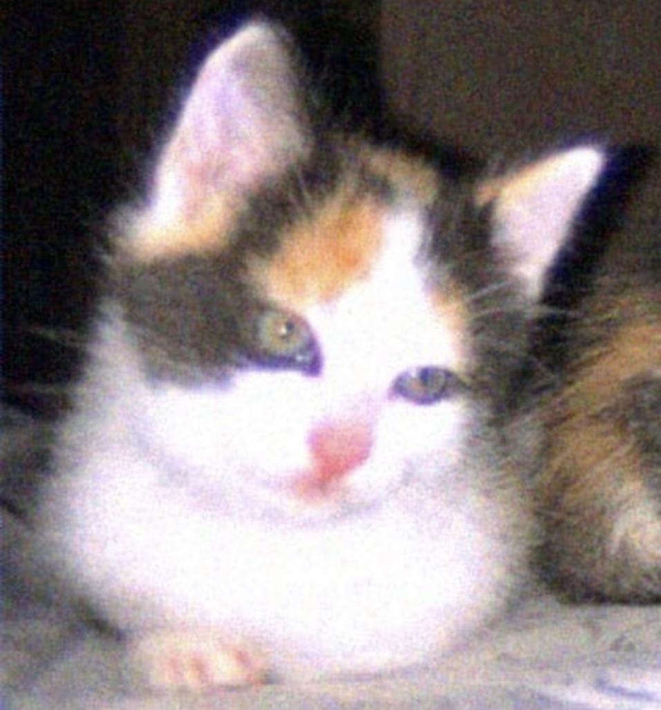 Binoo the pet cat
