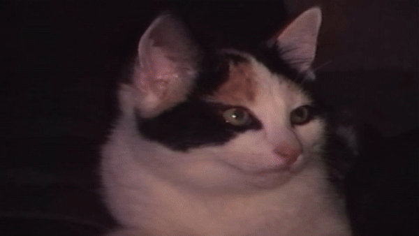 Binoo