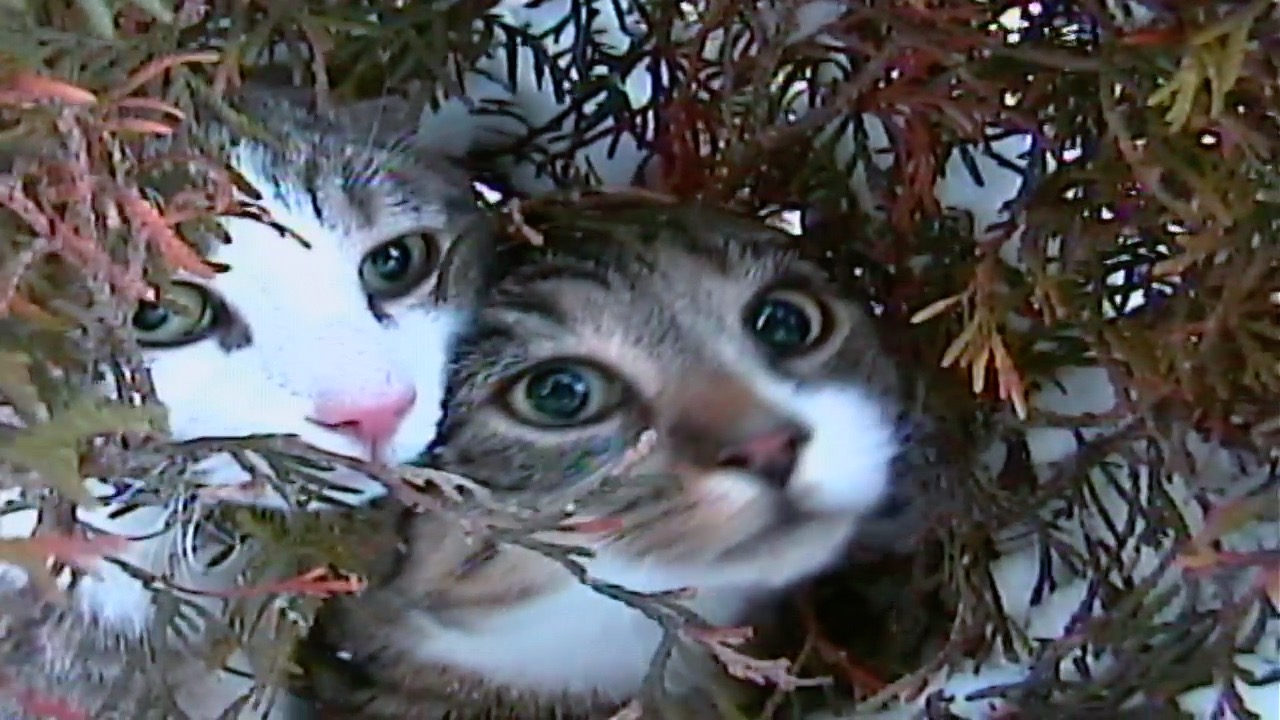 Latest video thumbnail