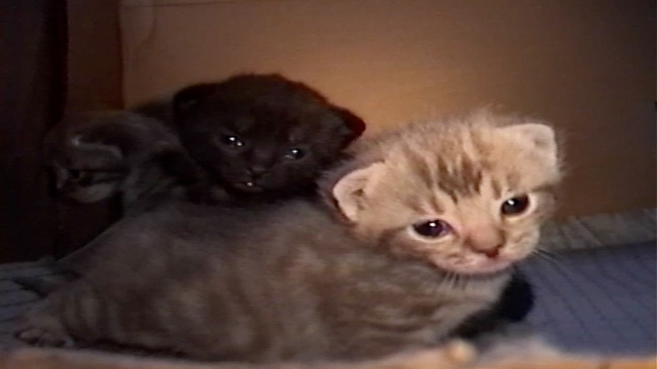 Latest video thumbnail