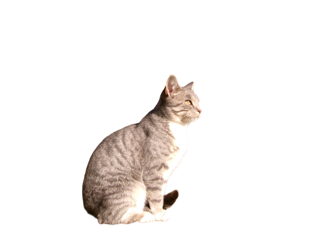 Milo