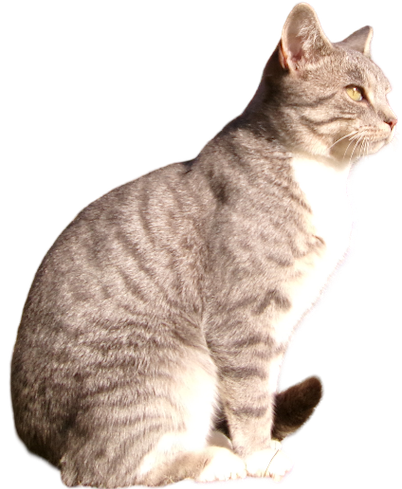 Milo